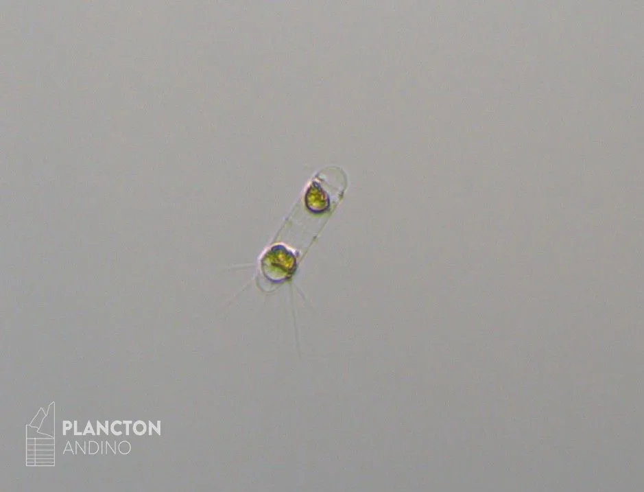 Corethron - Imagen 2