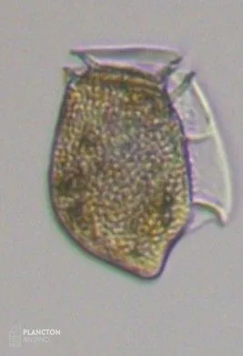Dinophysis acuta