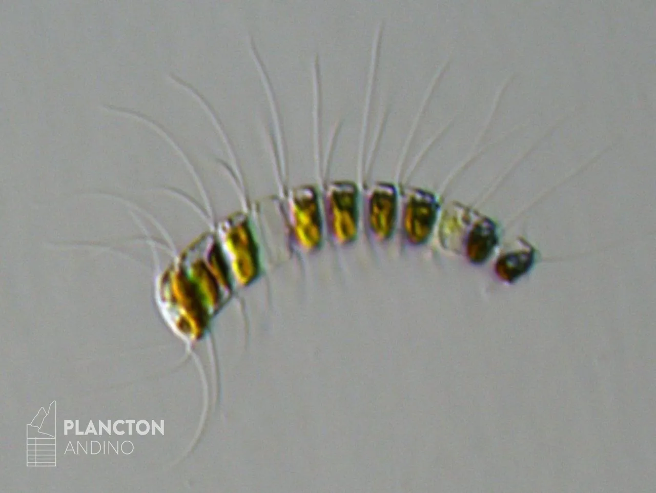 Chaetoceros - Imagen 2