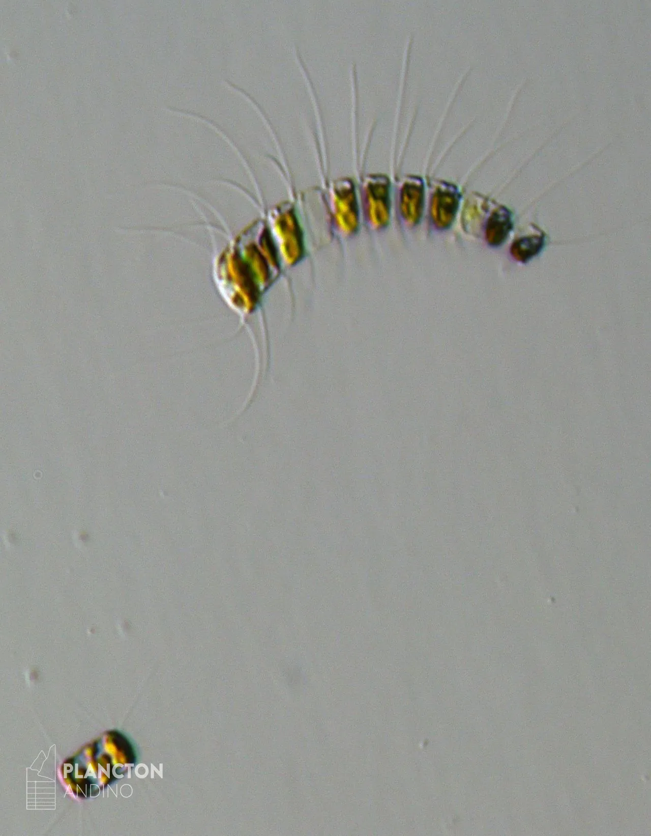Chaetoceros - Imagen 3