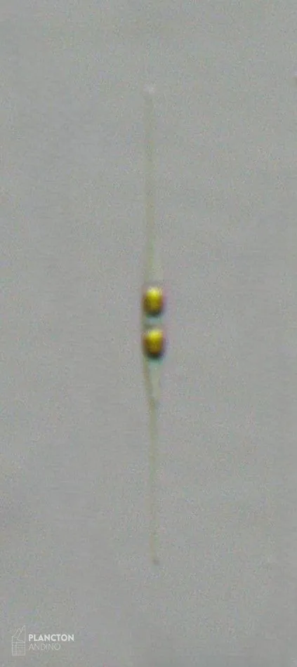 Cylindrotheca closterium - Imagen 2