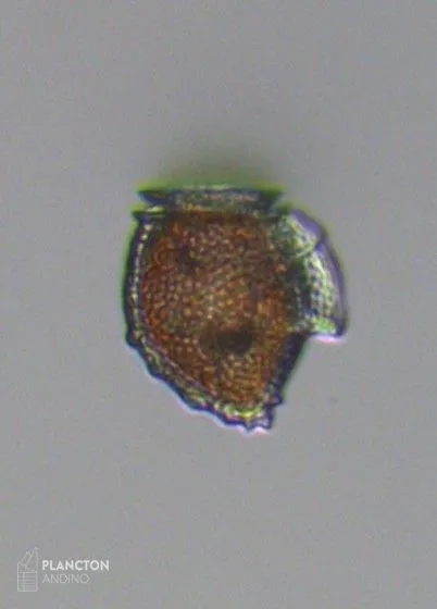 Dinophysis norvegica - Imagen 4