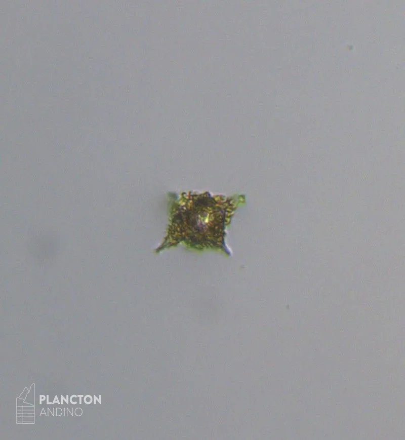 Dictyocha fibula