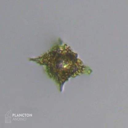Dictyocha fibula