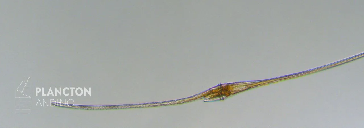 Imagen de la especie