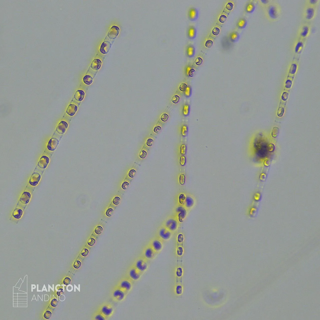 Skeletonema costatum - Imagen 2