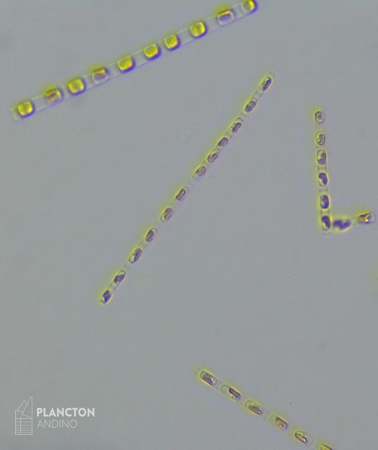 Skeletonema costatum - Imagen 1