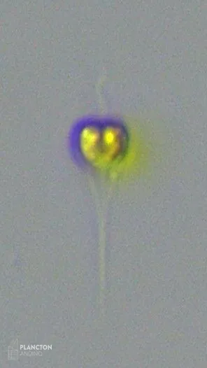 Apedinella - Imagen 2