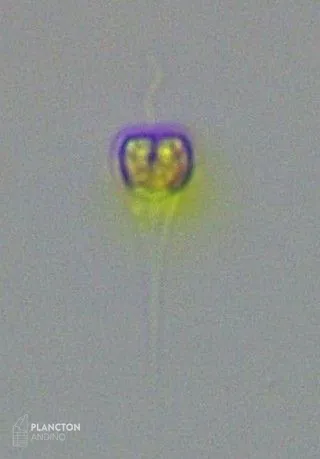 Apedinella - Imagen 1