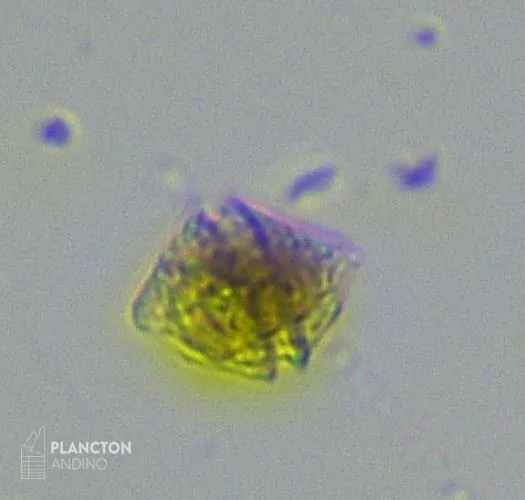Kryptoperidinium triquetrum - Imagen 1