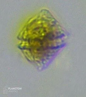 Kryptoperidinium triquetrum - Imagen 2
