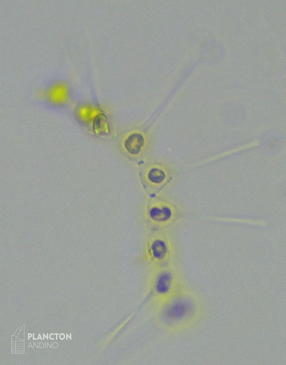 Asterionellopsis glacialis - Imagen 1