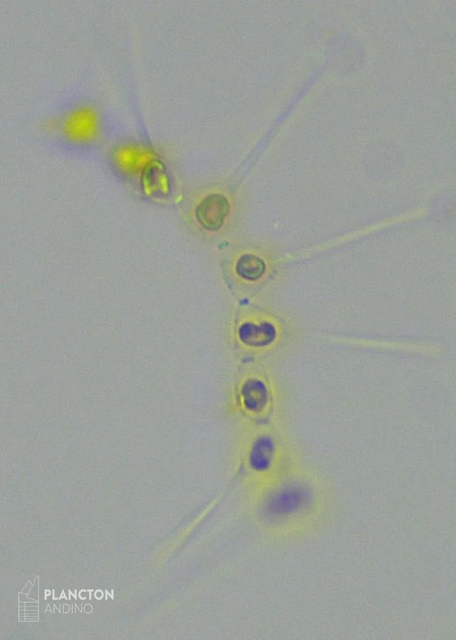 Asterionellopsis glacialis - Imagen 2