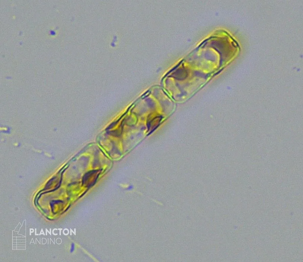 Guinardia delicatula - Imagen 2