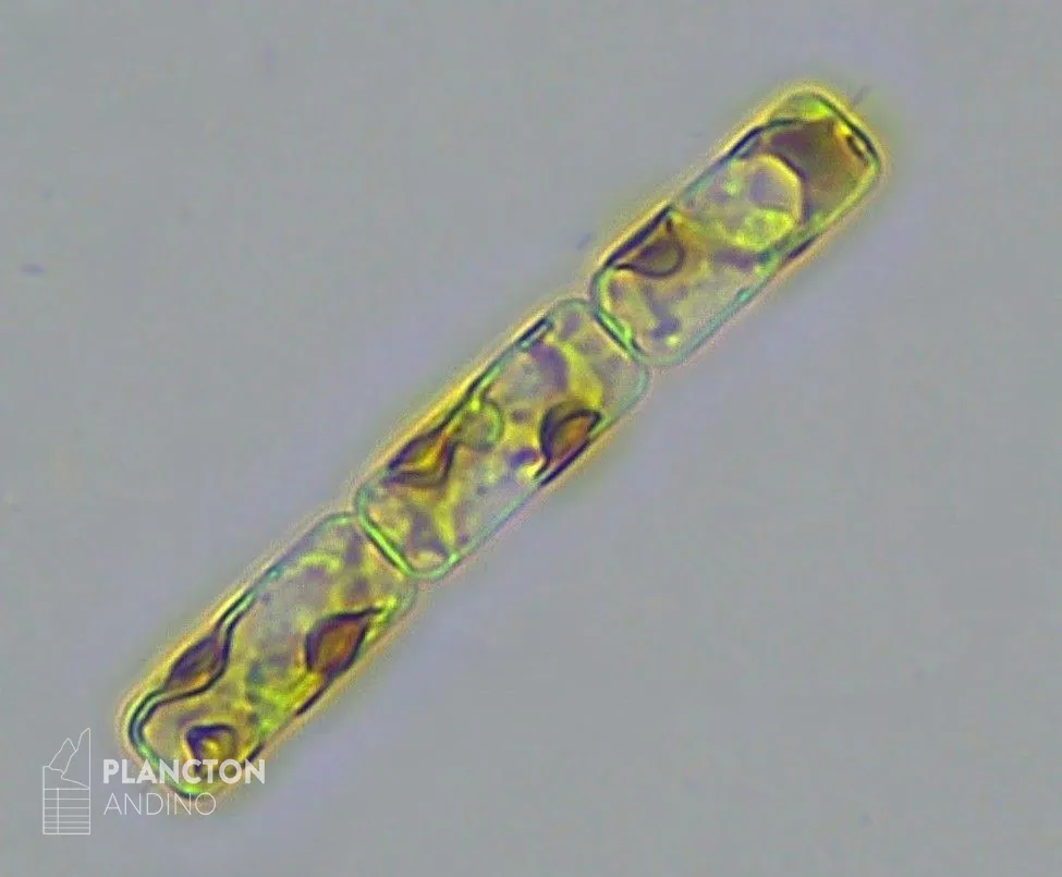 Guinardia delicatula - Imagen 3