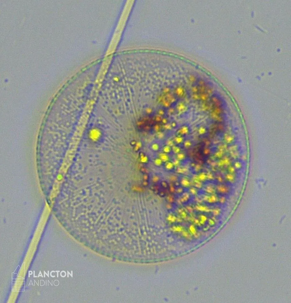 Coscinodiscus - Imagen 1